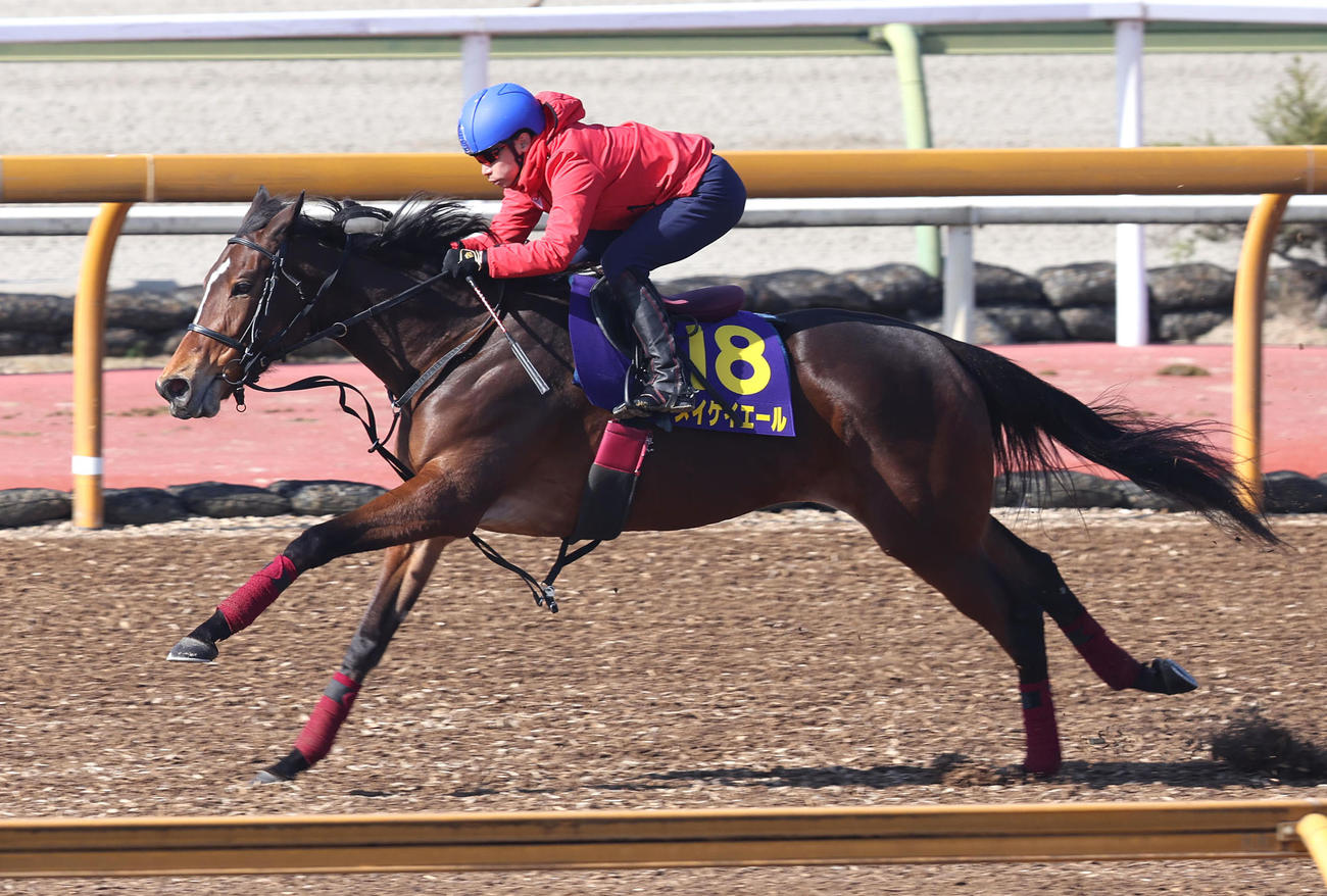池添騎手を背にCウッドで軽快に追い切るメイケイエール（撮影・白石智彦）