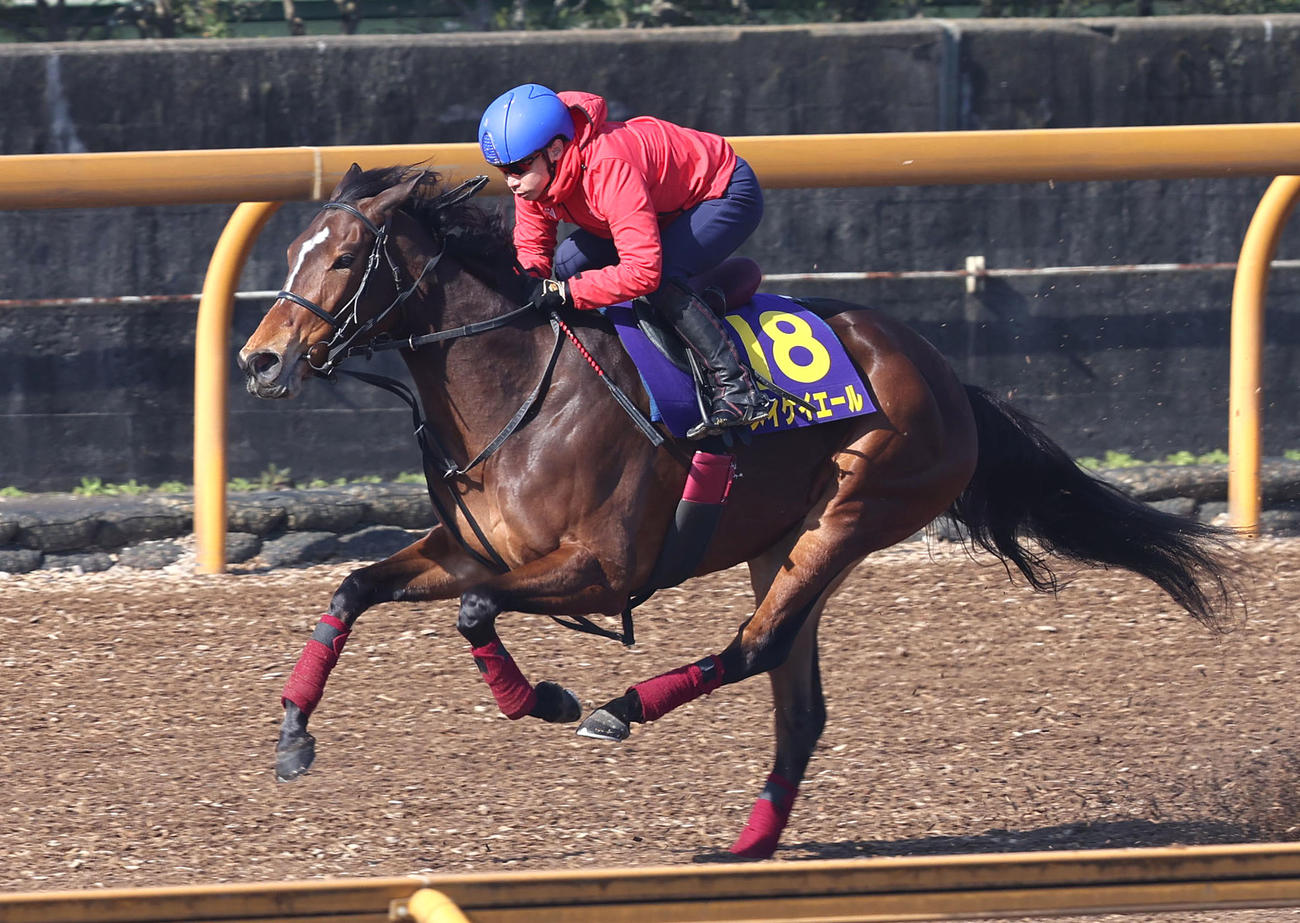 池添騎手を背にCウッドを単走で追い切るメイケイエール（撮影・白石智彦）