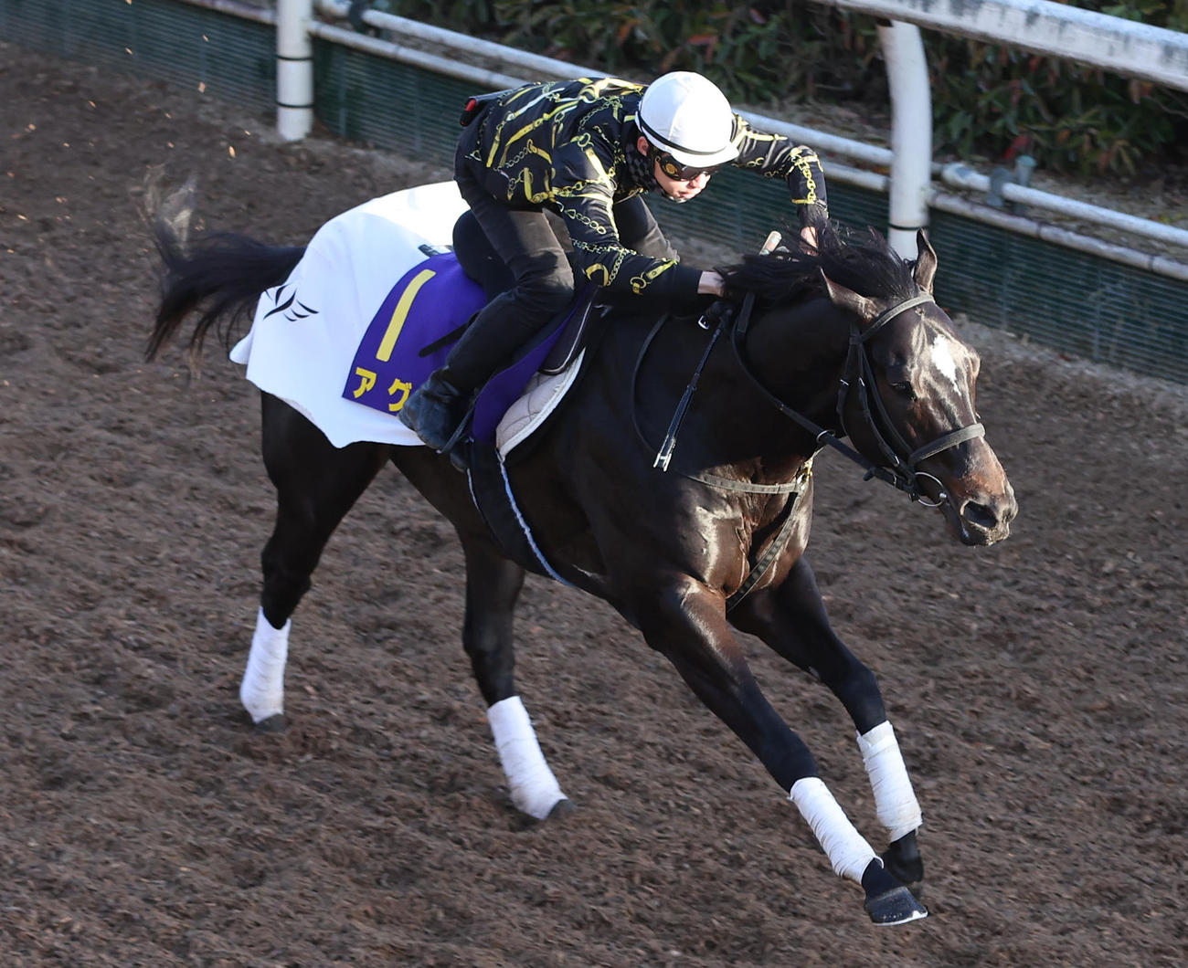 横山和騎手を背に坂路を併せ馬で追い切るアグリ（撮影・白石智彦）