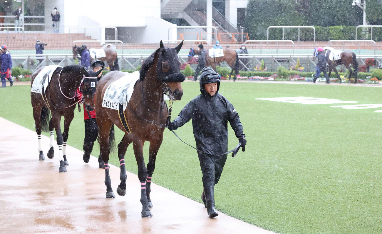 開催された中山競馬の第1Rに臨むパドック（撮影・丹羽敏通）