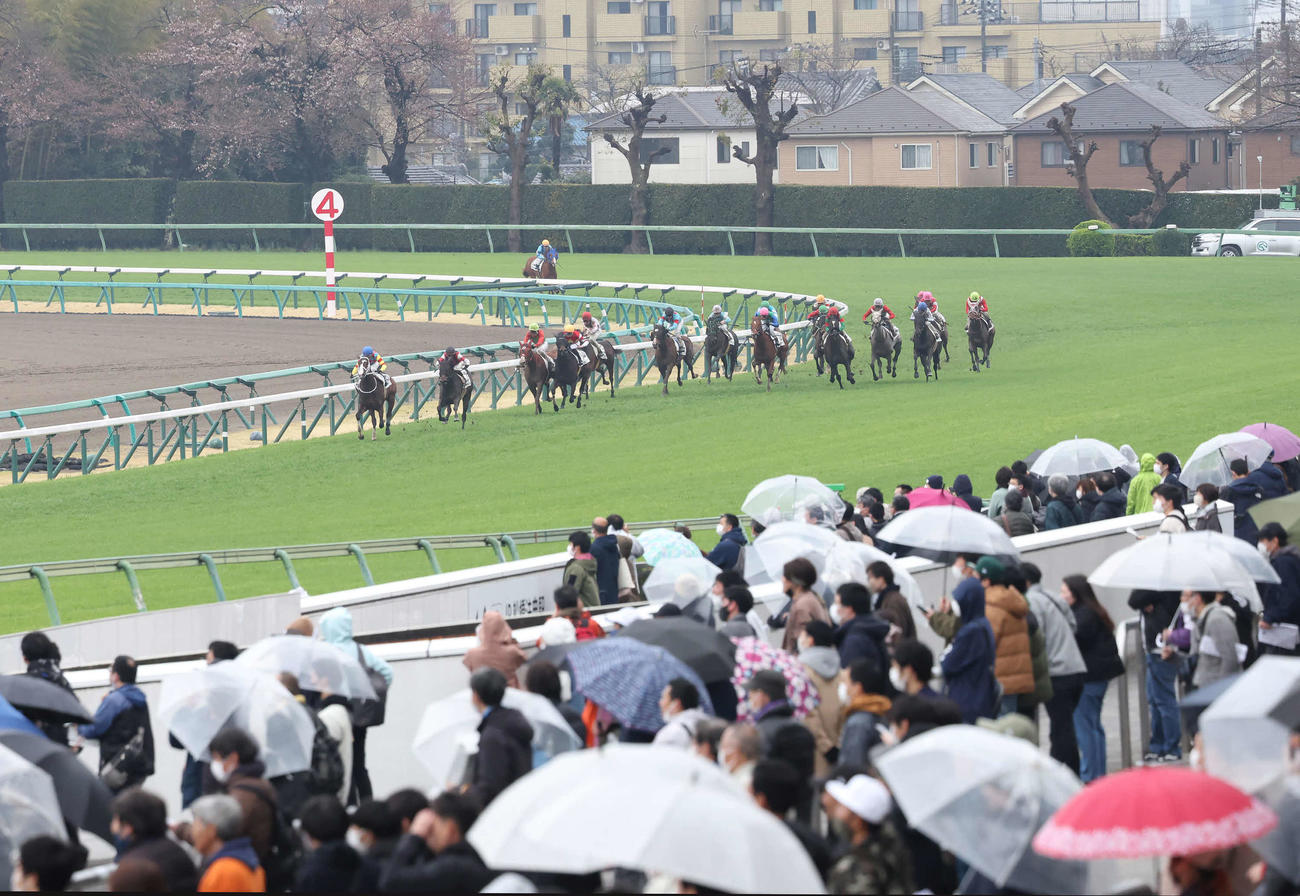 雨の中、観客たちが見つめる前で繰り広げられた中山競馬4R（撮影・丹羽敏通）