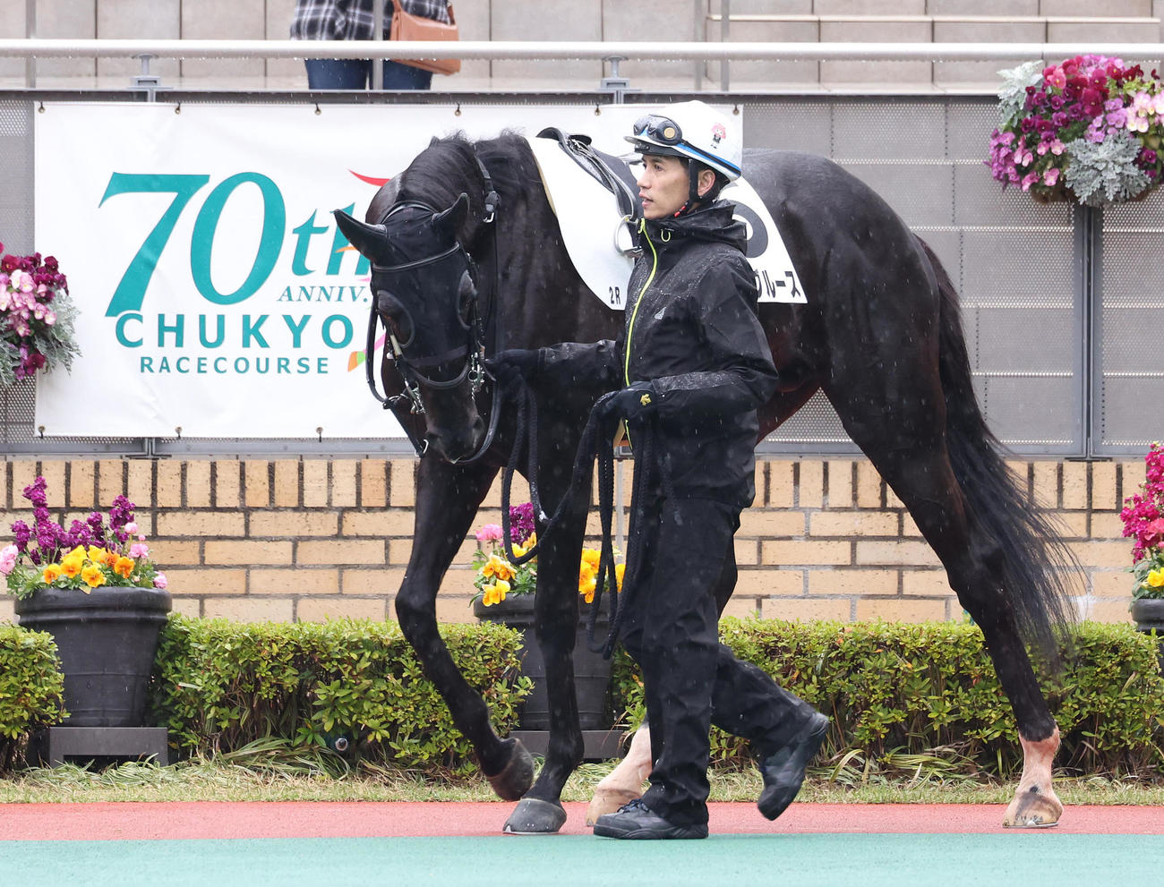 中京2Rのパドックで浅野厩舎のマテンロウブルースを引いて周回する渡辺師（撮影・白石智彦）