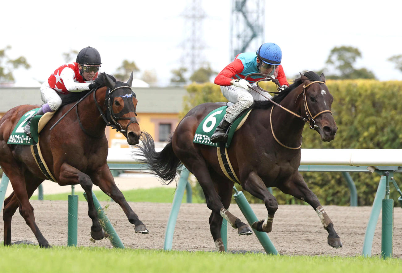 タマモブラックタイ（右）が直線最内から抜け出してファルコンSを制した（撮影・白石智彦）