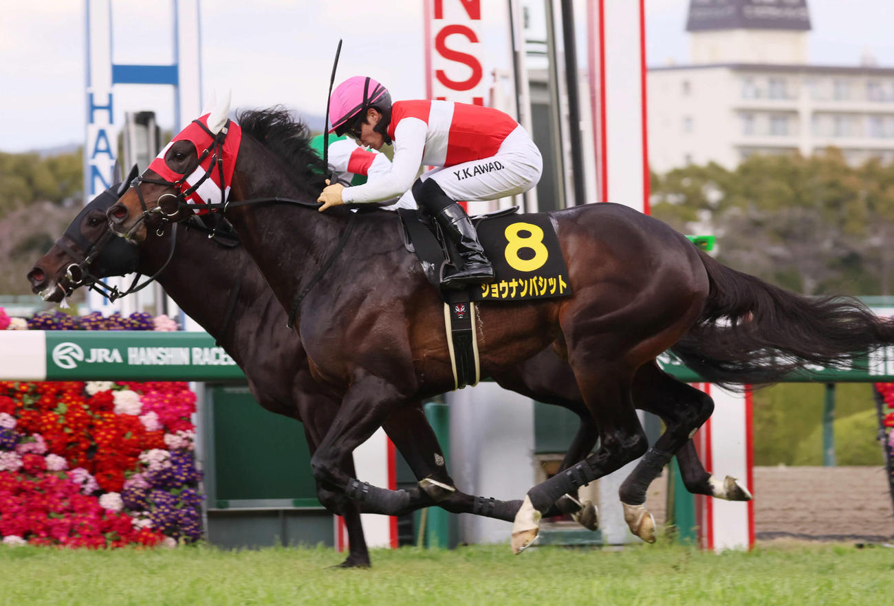 若葉Sを制したショウナンバシットと川田将雅騎手（撮影・加藤哉）