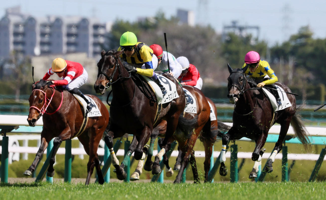 阪神5R、1着のソーダズリングと武豊騎手（撮影・加藤哉）