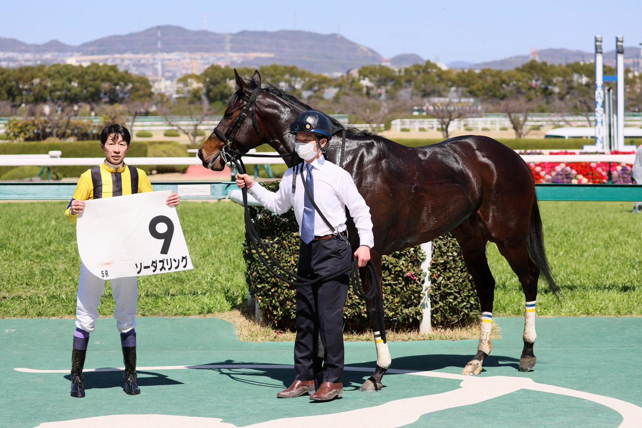 阪神5R、1着のソーダズリングと武豊騎手（撮影・加藤哉）