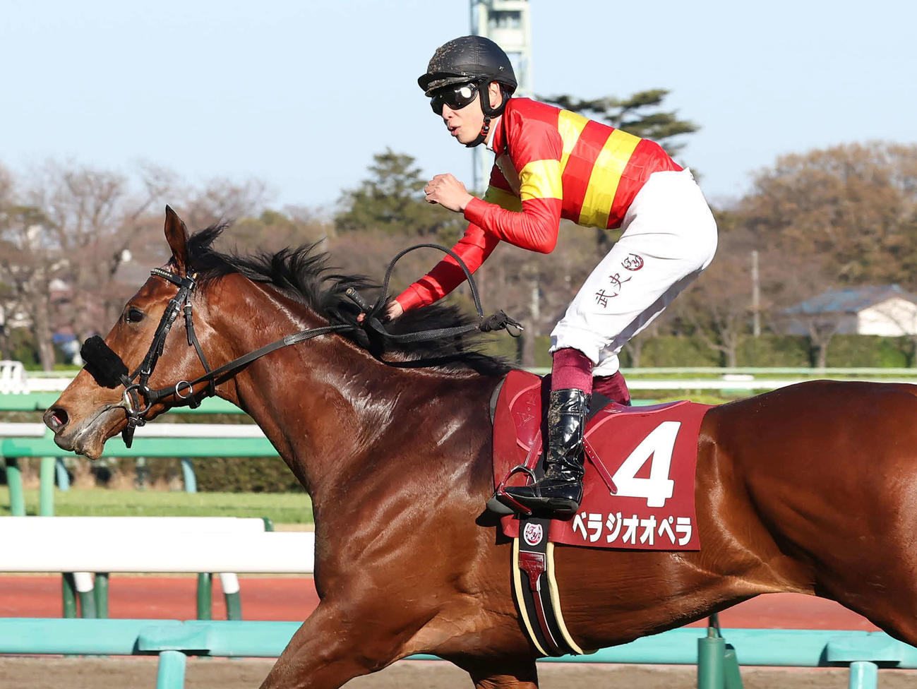 中山11R、ベラジオオペラでスプリングSを制してガッツポーズを決める横山武騎手（撮影・丹羽敏通）