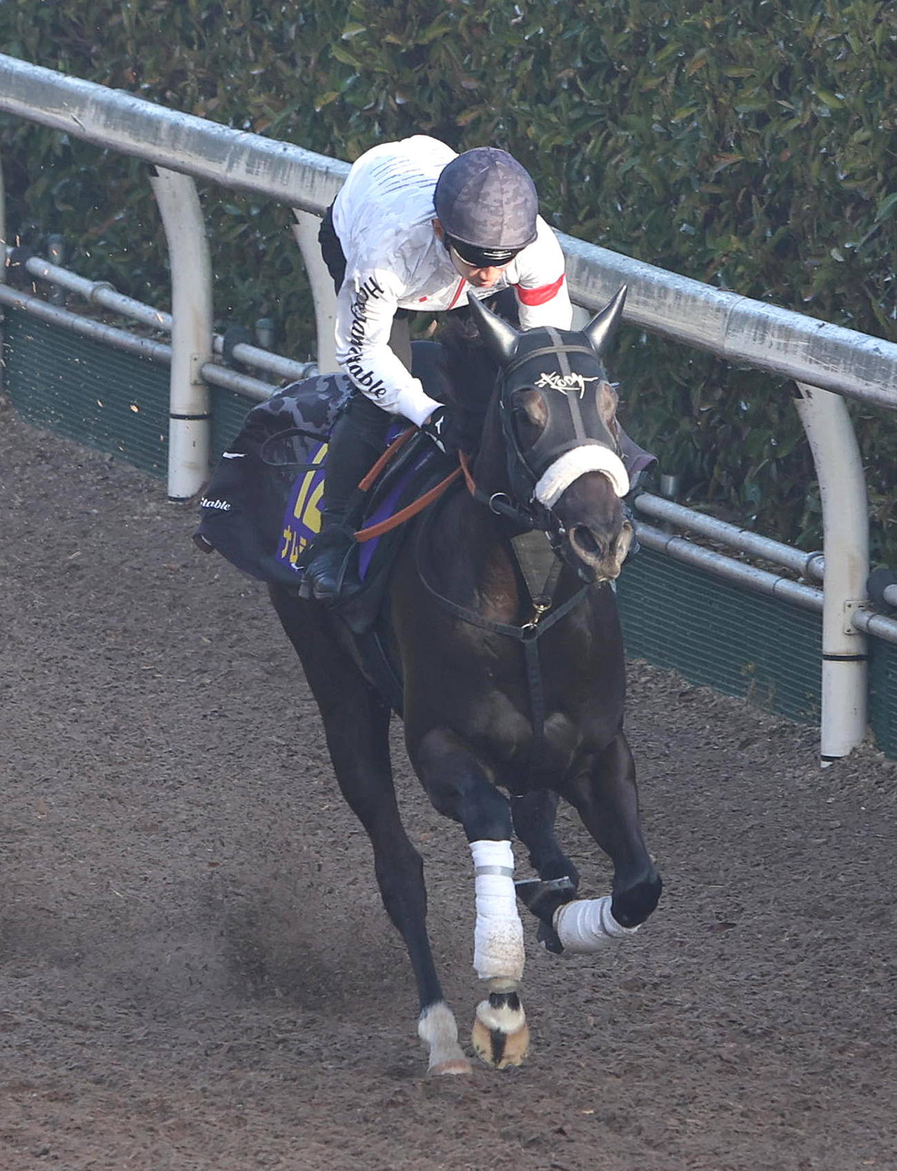 坂路を単走で追い切るナムラクレア（撮影・白石智彦）