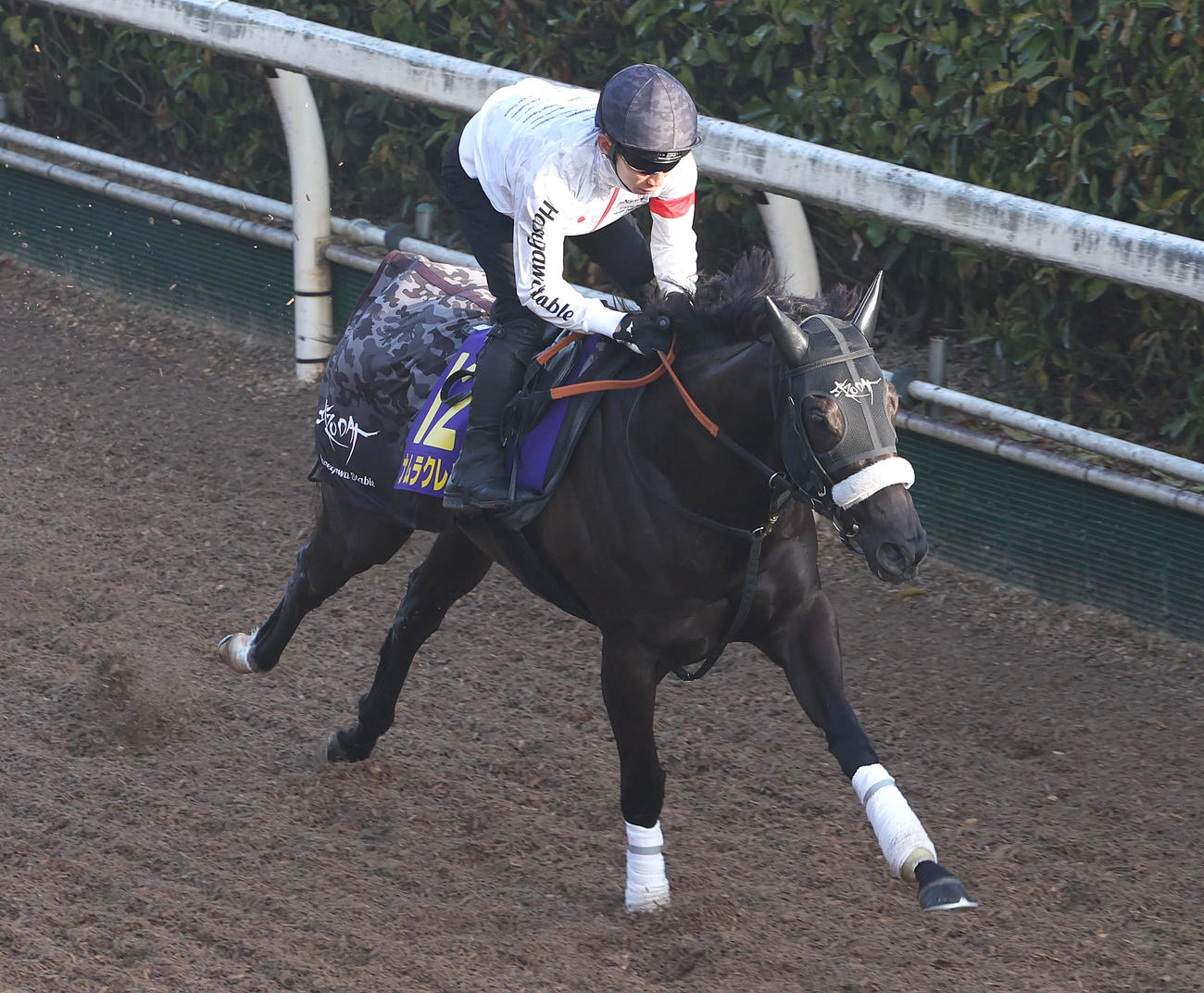 坂路を単走で追い切るナムラクレア（撮影・白石智彦）