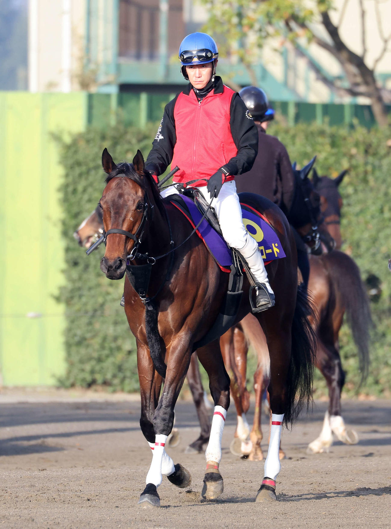 乗り運動するキルロード（撮影・鈴木正人）