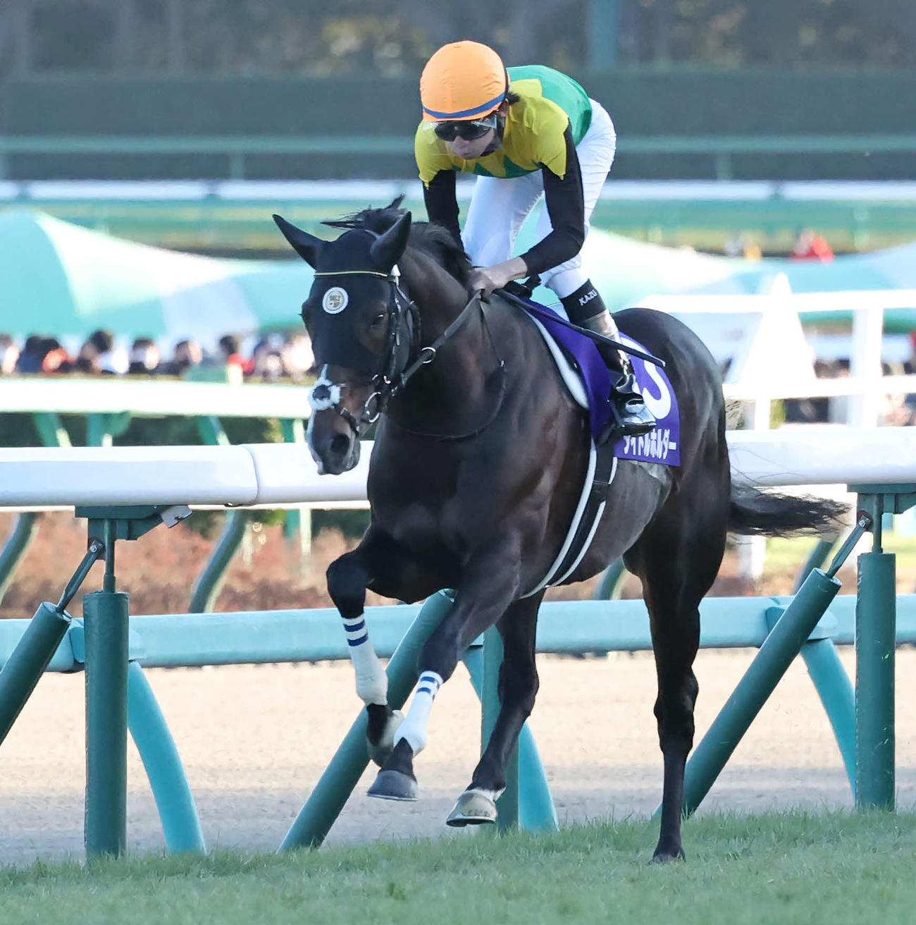 22年12月25日、有馬記念に出走したタイトルホルダー