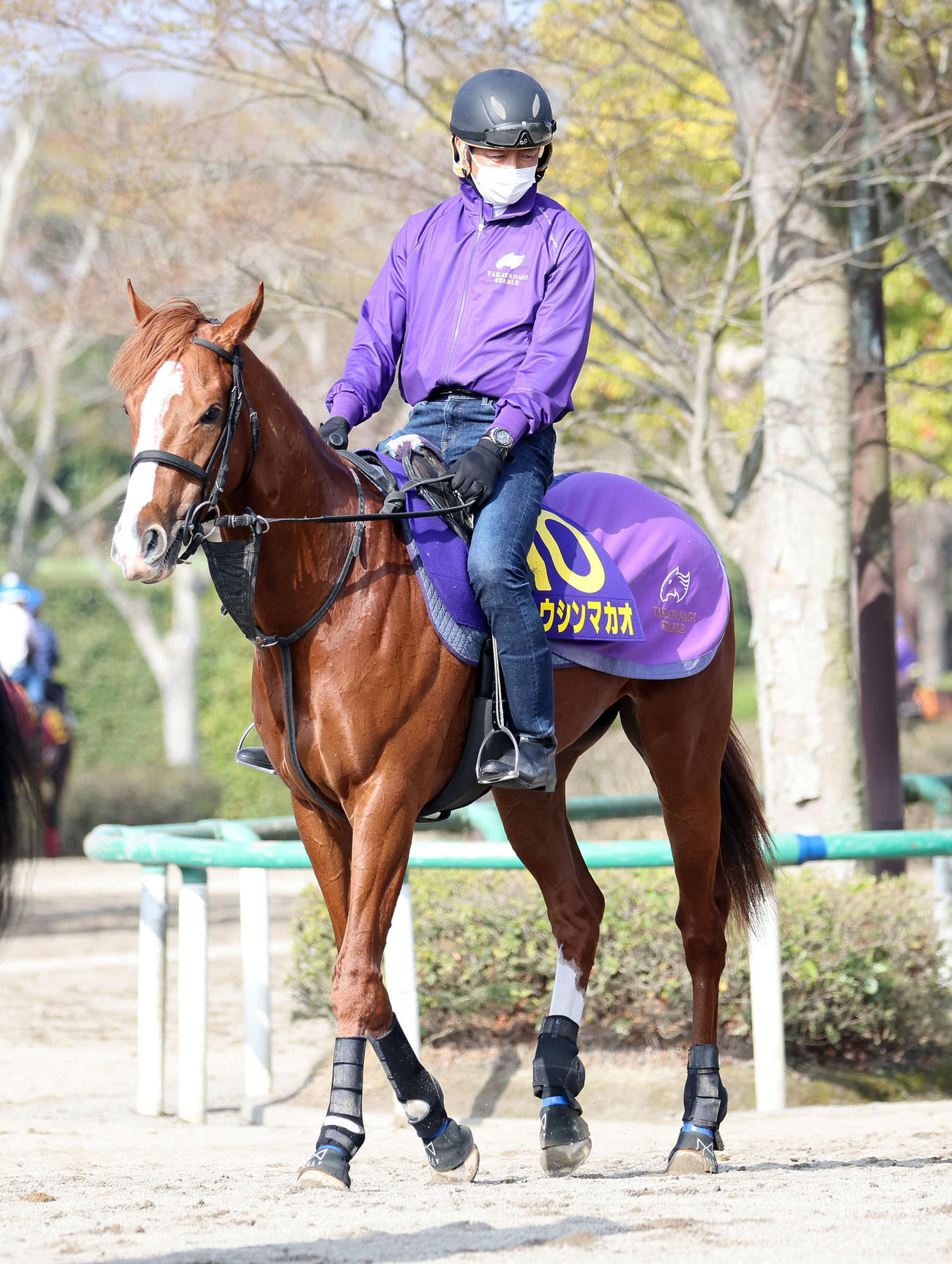 乗り運動するトウシンマカオ（撮影・鈴木正人）