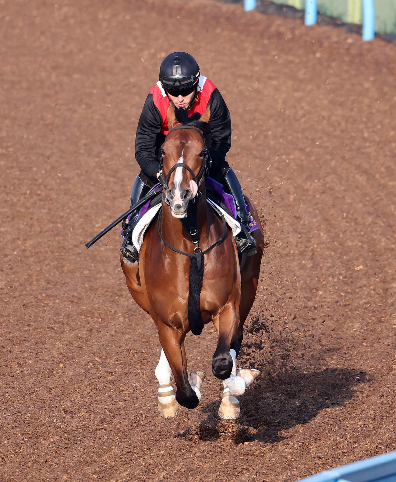 美浦ウッドで追い切るアスクビクターモア（撮影・鈴木正人）
