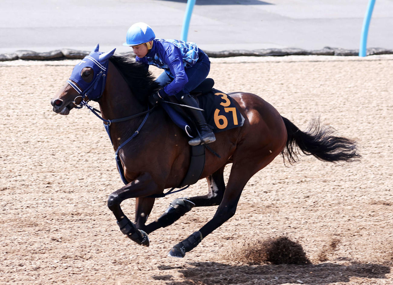 美浦ウッドで追い切るキングズレイン（撮影・鈴木正人）