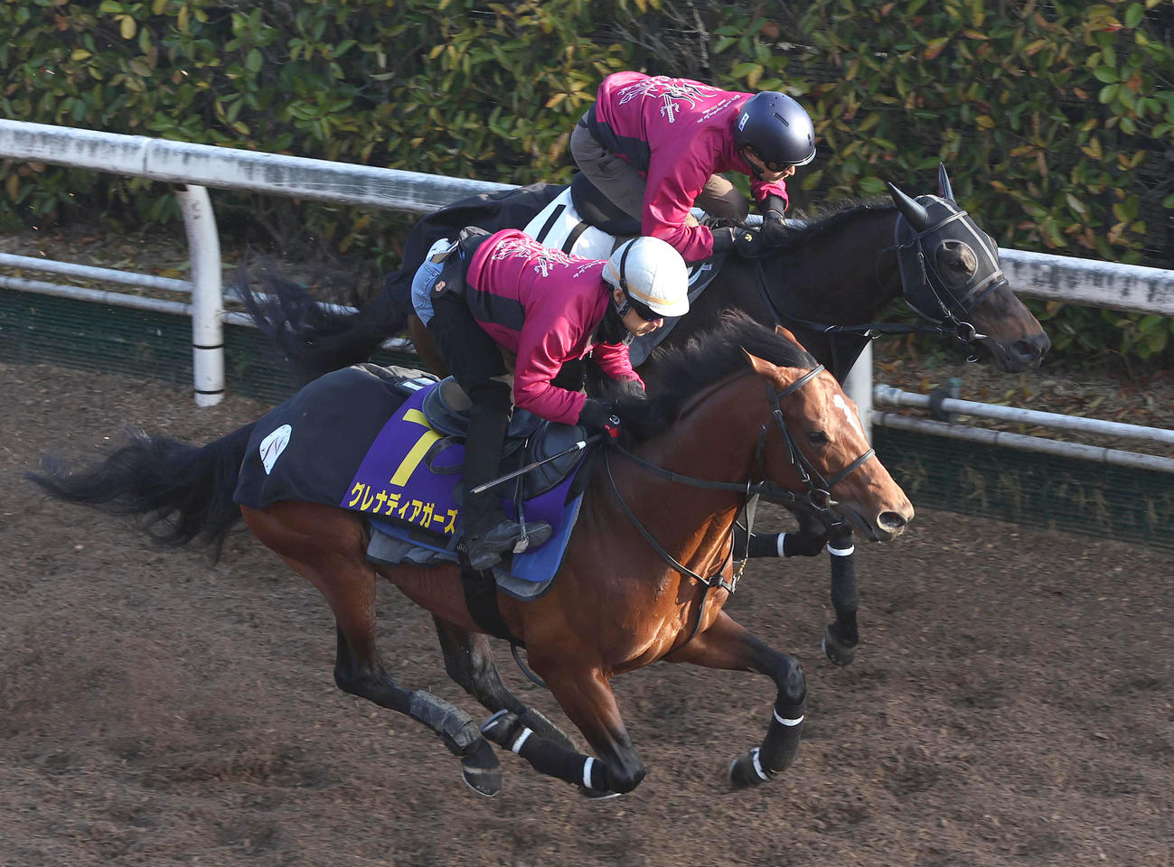 坂路をスーリールダンジュ（奥）と併せ馬で追い切るグレナディアガーズ（撮影・白石智彦）