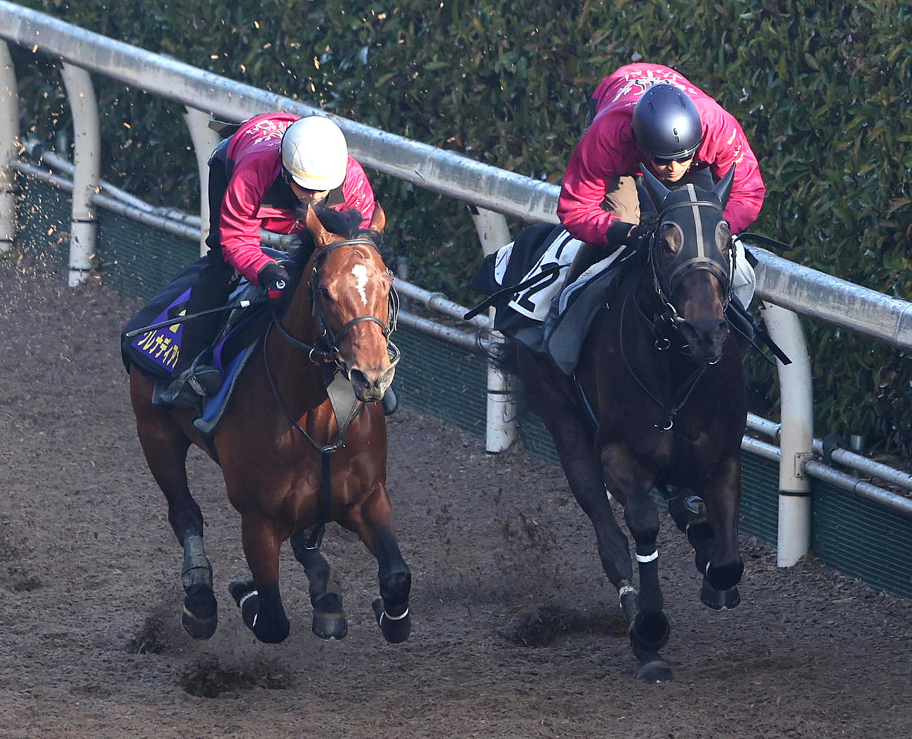 坂路をスーリールダンジュ（右）と併せ馬で追い切るグレナディアガーズ（撮影・白石智彦）