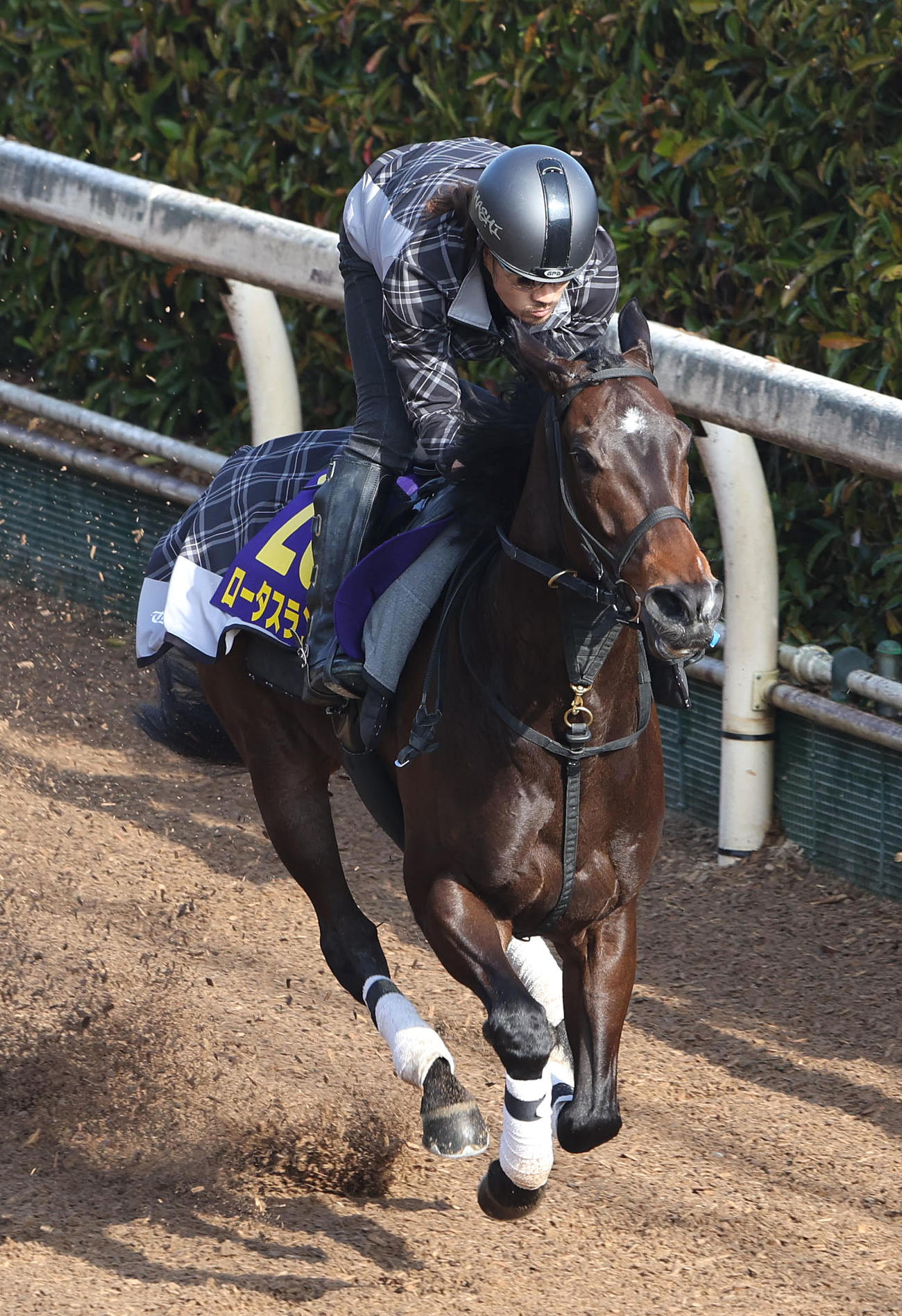 坂路を単走で追い切るロータスランド（撮影・白石智彦）
