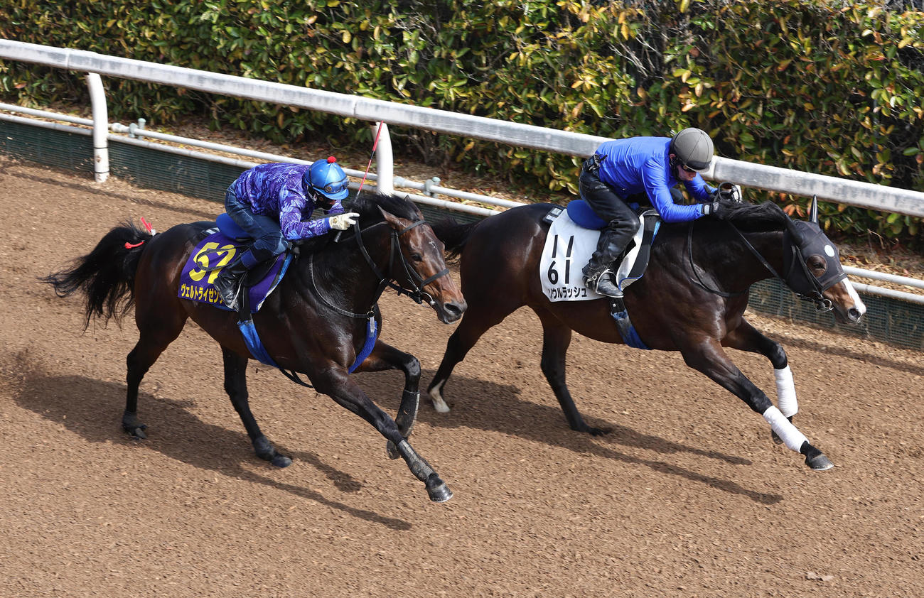 水口騎手を背に、ヴェルトライゼンデ（左）は坂路でソウルラッシュと併せ馬で追い切る（撮影・白石智彦）