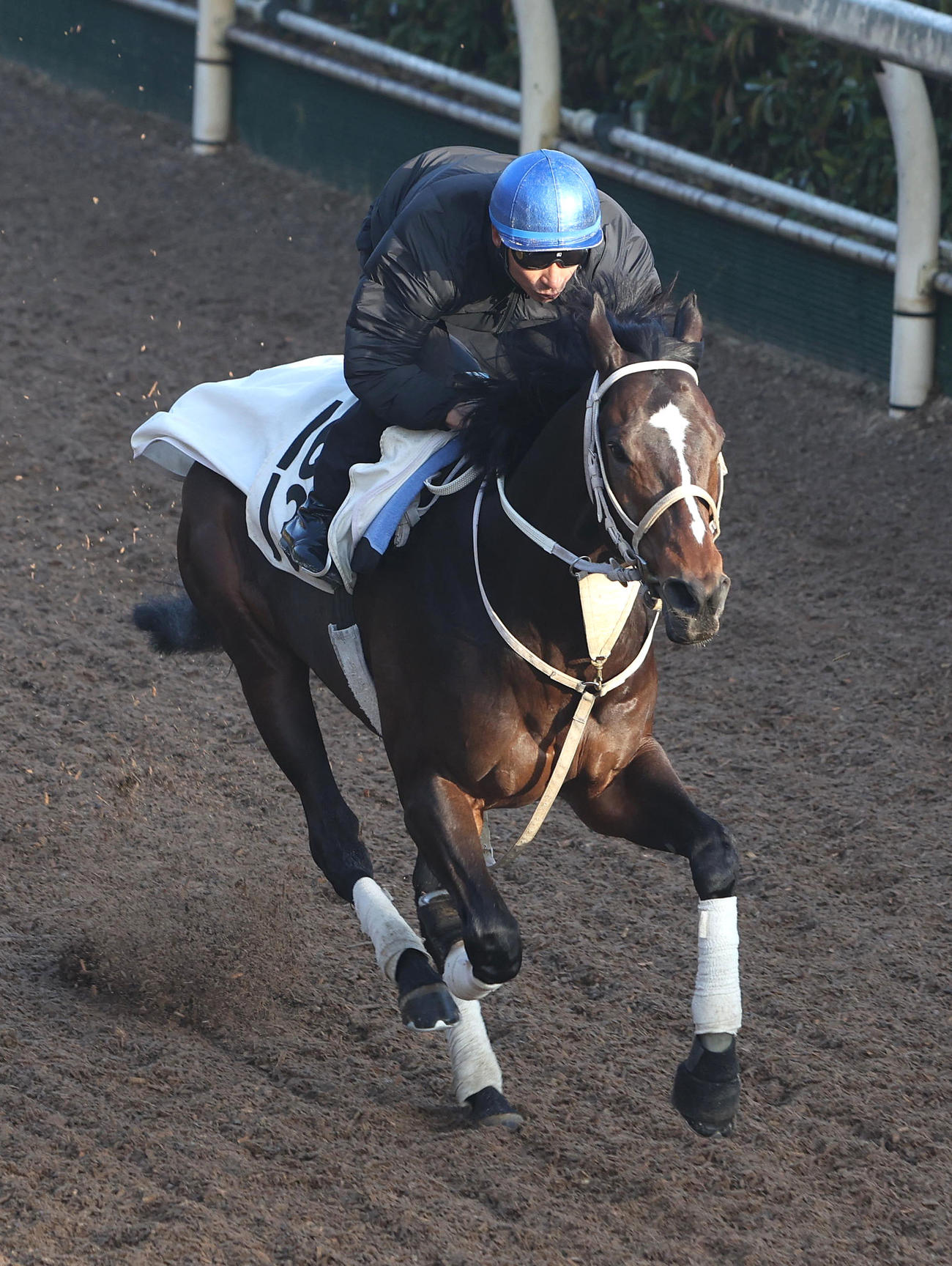 横山典騎手を背に坂路を単走で追い切るハピ（撮影・白石智彦）