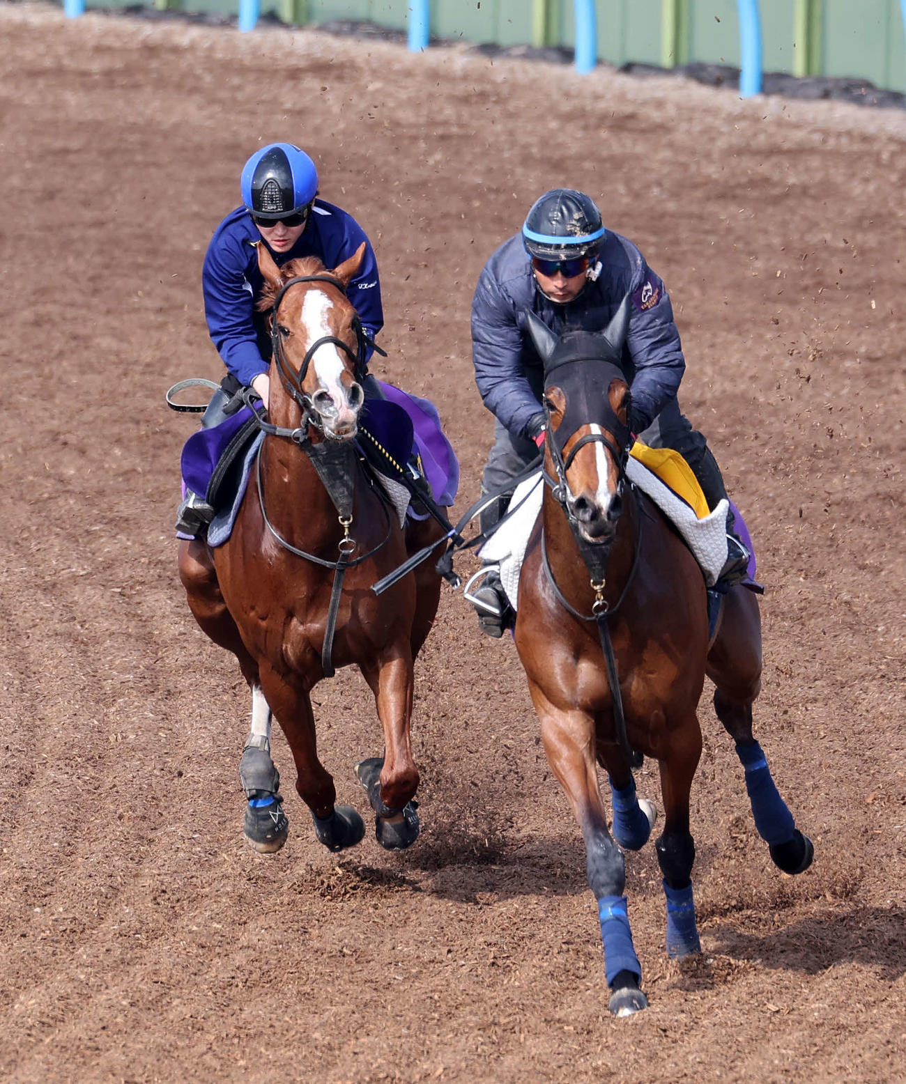 美浦ウッドで鮫島駿騎手を背に併せ馬で追い切るトウシンマカオ（左）（撮影・鈴木正人）