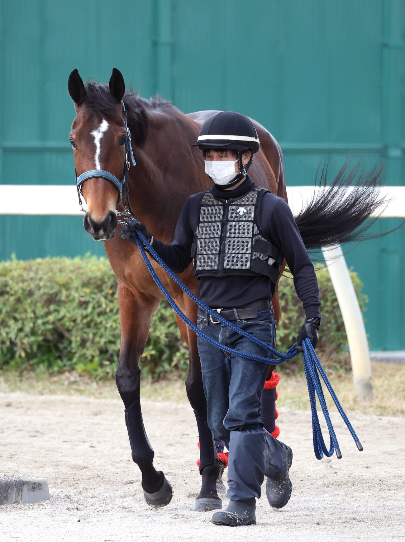 厩舎周りで運動するメイケイエール（撮影・白石智彦）