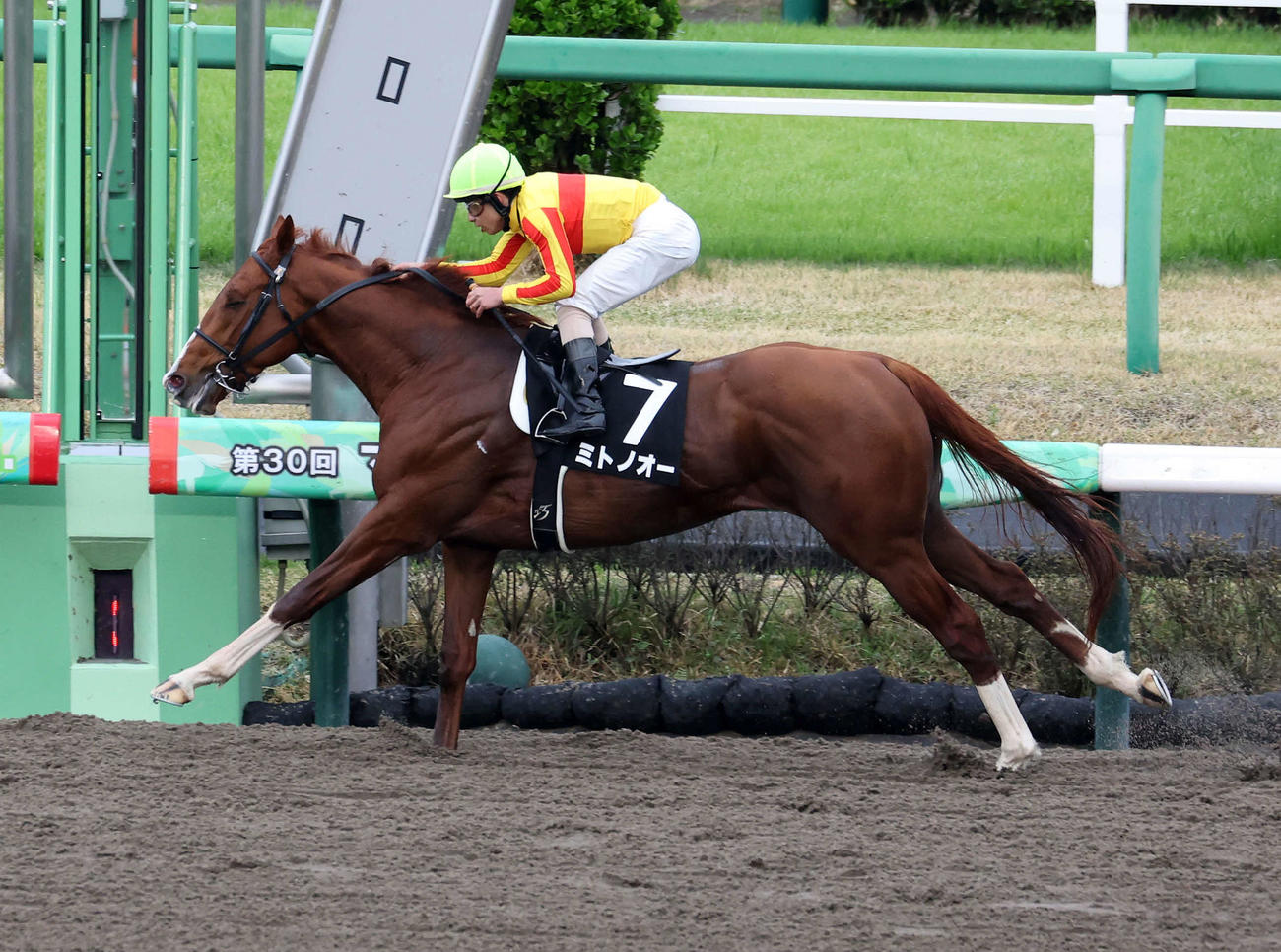 伏竜Sを制したミトノオーと木幡巧也騎手（撮影・鈴木正人）