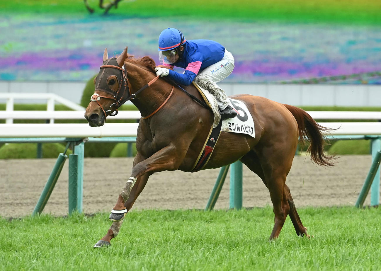 4歳以上1勝クラスを制したミツルハピネス（撮影・石井愛子）
