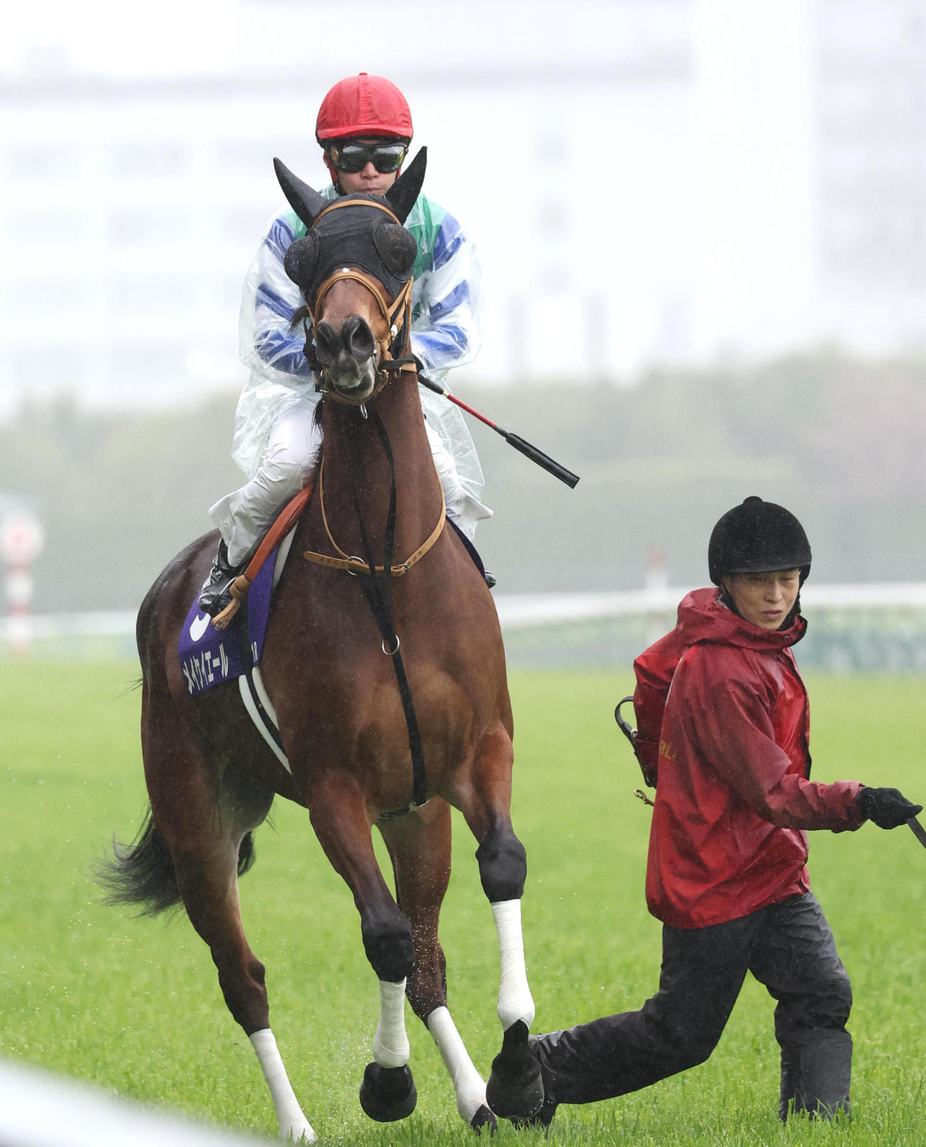 高松宮記念で馬場入りするメイケイエール（撮影・白石智彦）