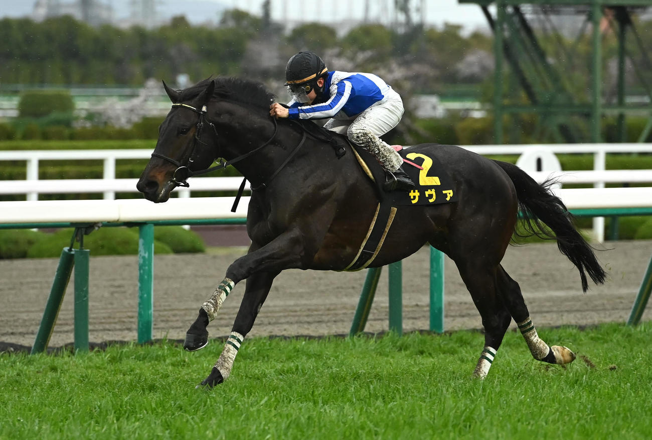 六甲ステークスを制したサヴァ（撮影・石井愛子）