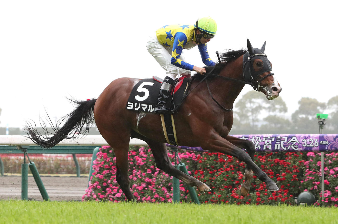 大寒桜賞を制したヨリマル（撮影・白石智彦）