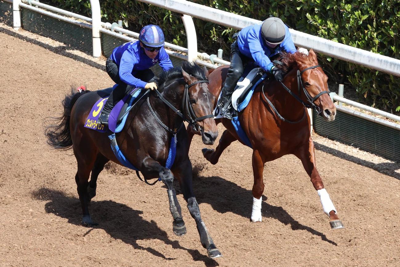 川田騎手が騎乗し、併せ馬で時計を出したヴェルトライゼンデ（左）