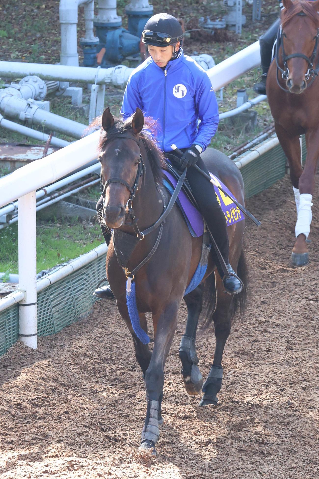 坂路へ向かうヴェルトライゼンデ