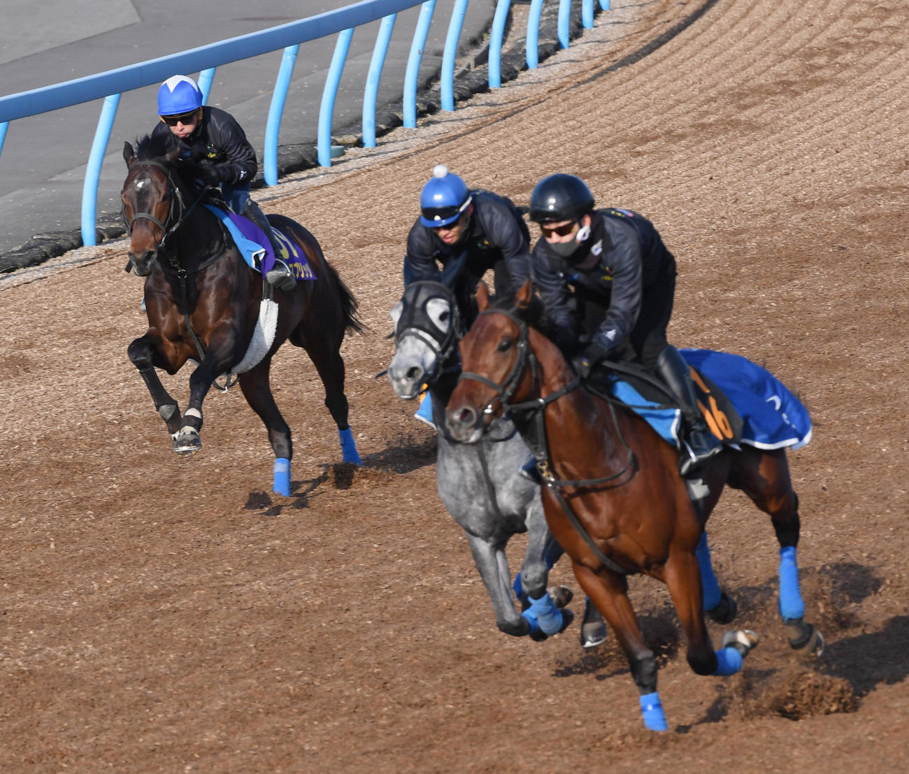 岩田康騎手を背にノースブリッジ（左）はリトルポピー（中央）、パンタロンノワールと併せて追い切る（撮影・柴田隆二）