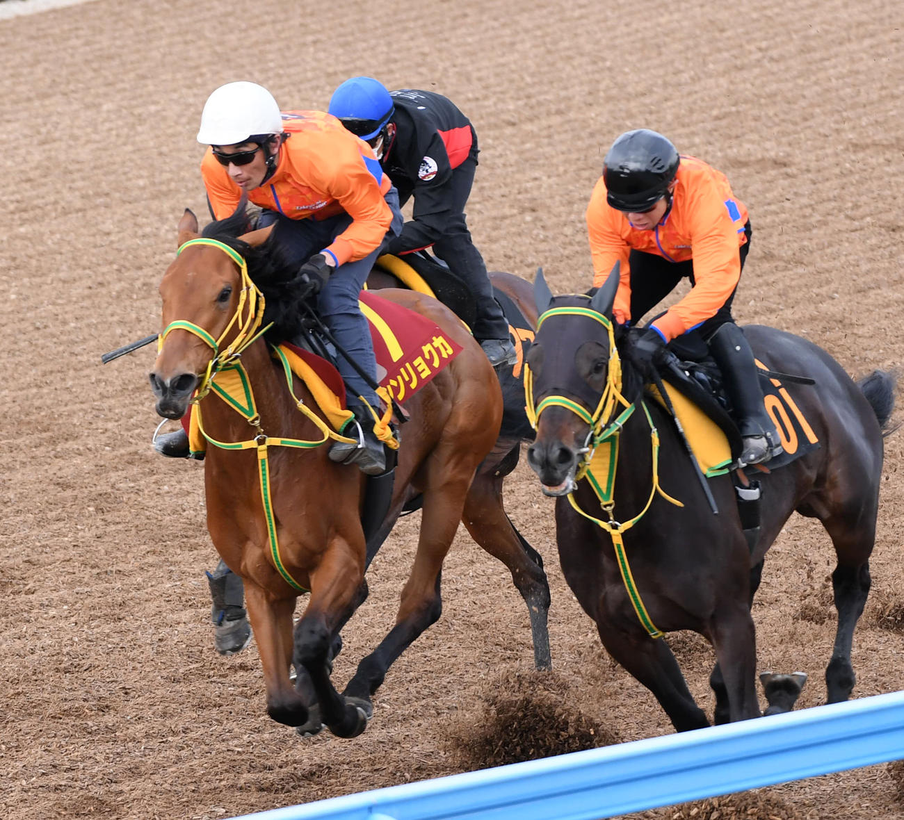 シンリョクカ（左）はイサチルアルマーレ（右）、アームブランシュと併せて追い切る（撮影・柴田隆二）
