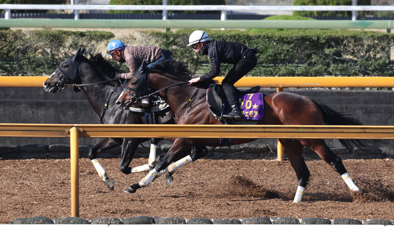 Cウッドを併せ馬で追い切る酒井騎手騎乗のフリームファクシ（左）と横山和騎手騎乗のドルチェモア（撮影・白石智彦）