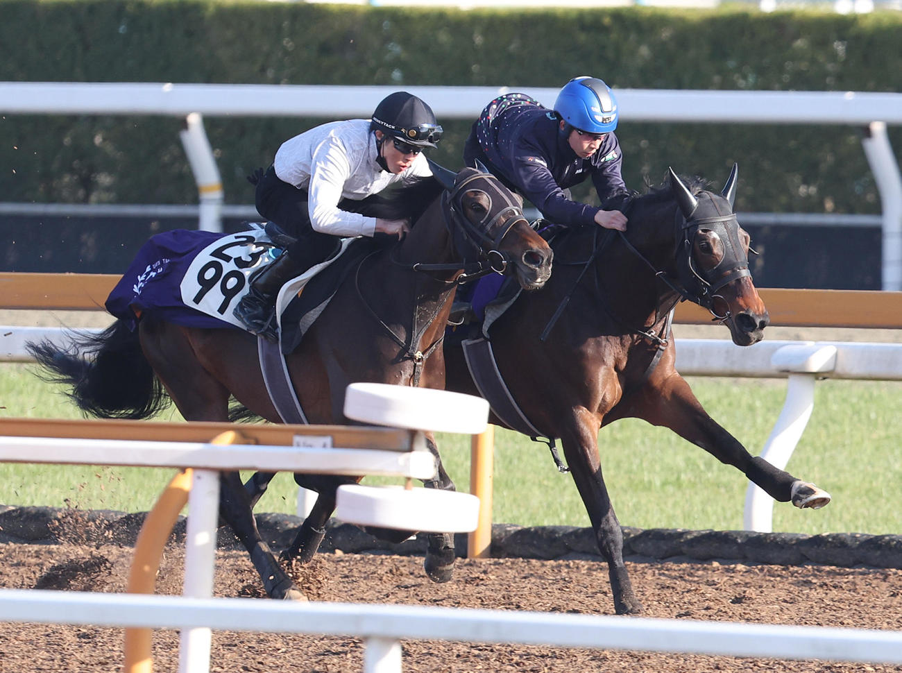 団野騎手を背にCウッドをレヴェッツァ（左）と併せ馬で追い切るジェラルディーナ（撮影・白石智彦）
