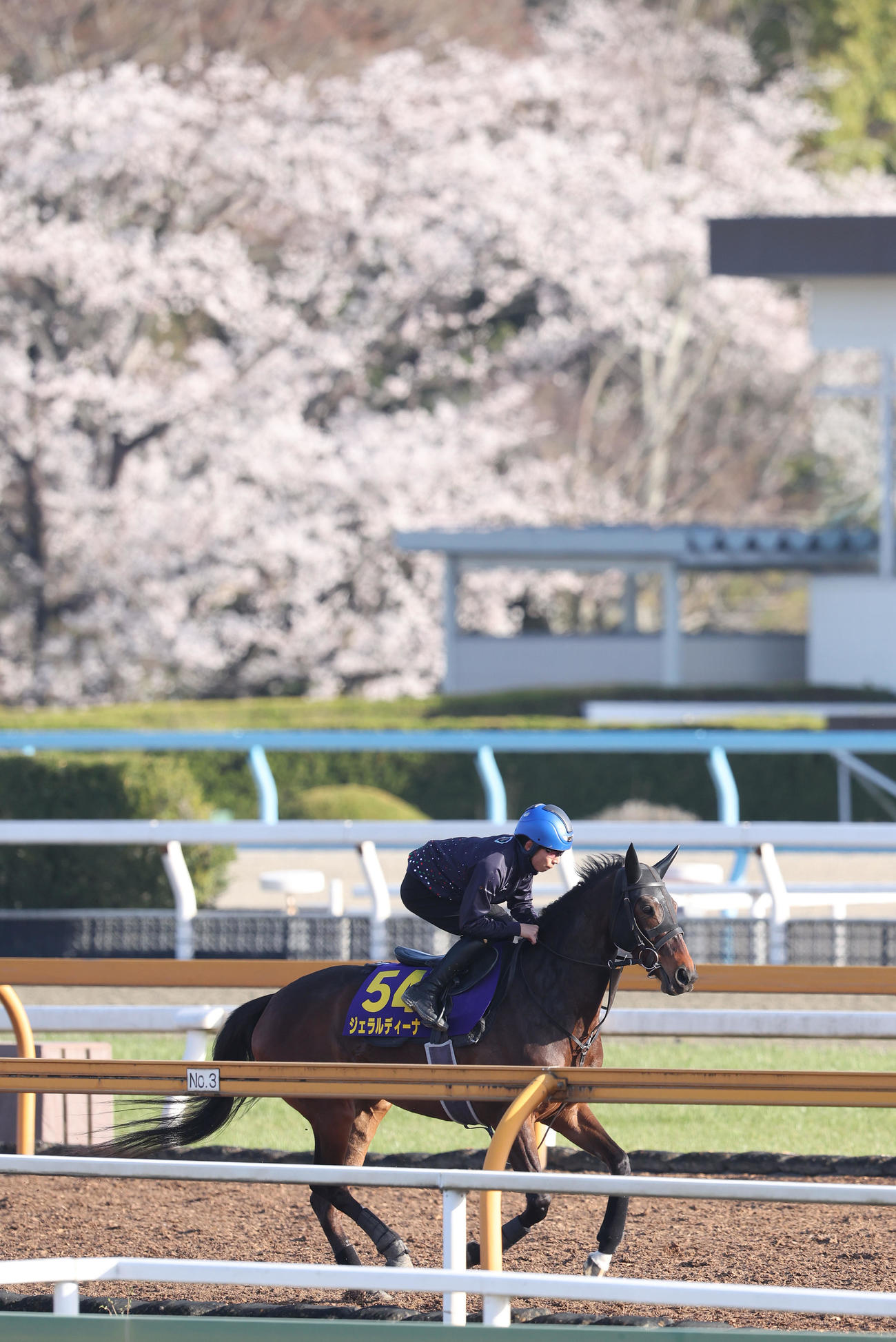 団野騎手を背に馬場入りするジェラルディーナ（撮影・白石智彦）