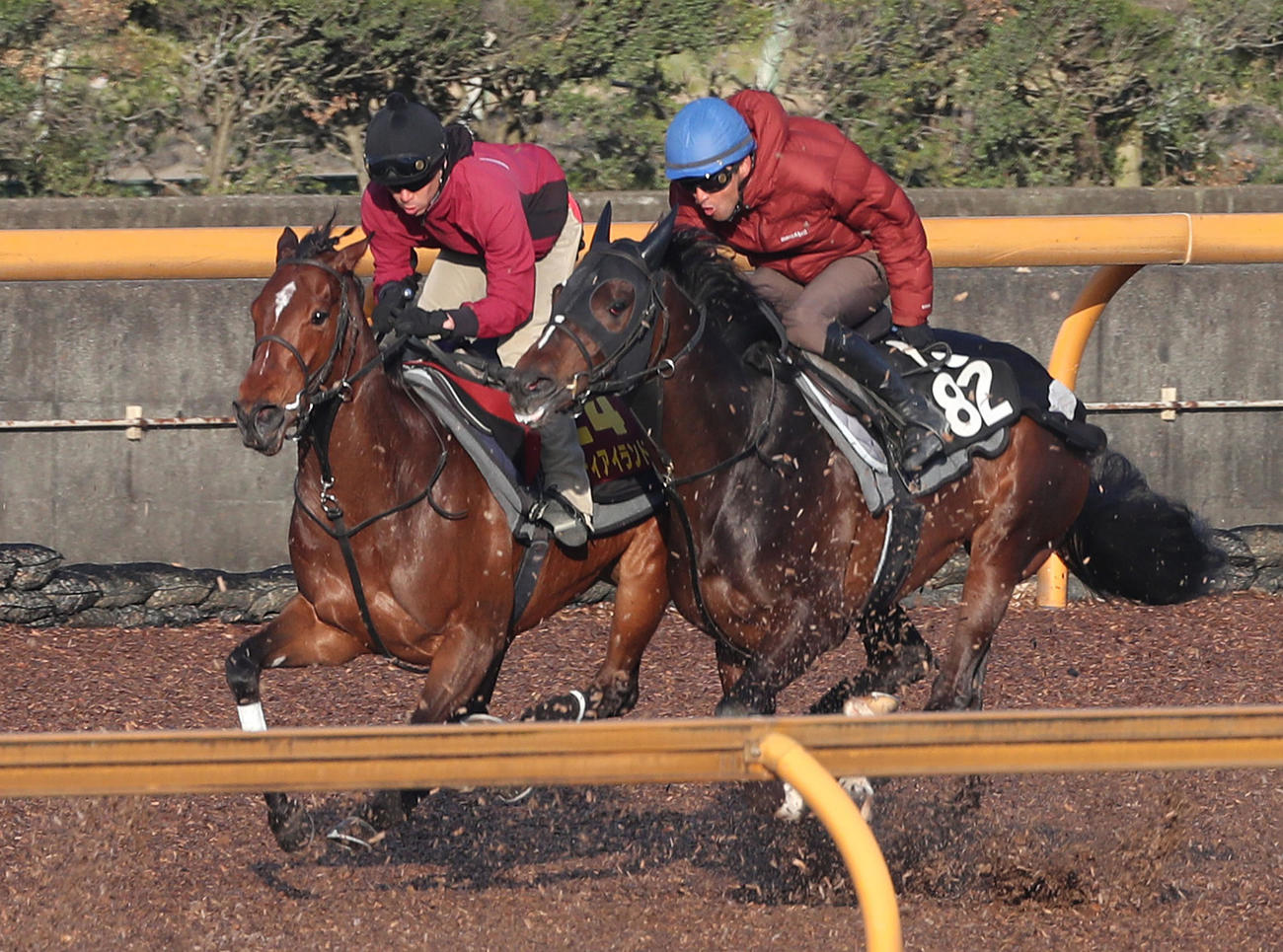 Cウッドでパワフルボンド（右）と併せて追い切るリバティアイランド（撮影・白石智彦）