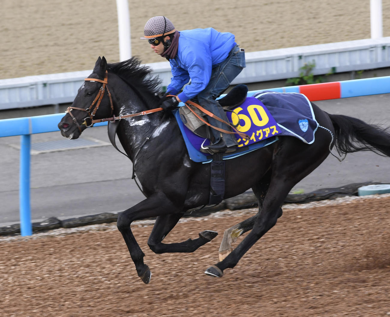 ウッドチップで追い切りヒシイグアス（撮影・柴田隆二）
