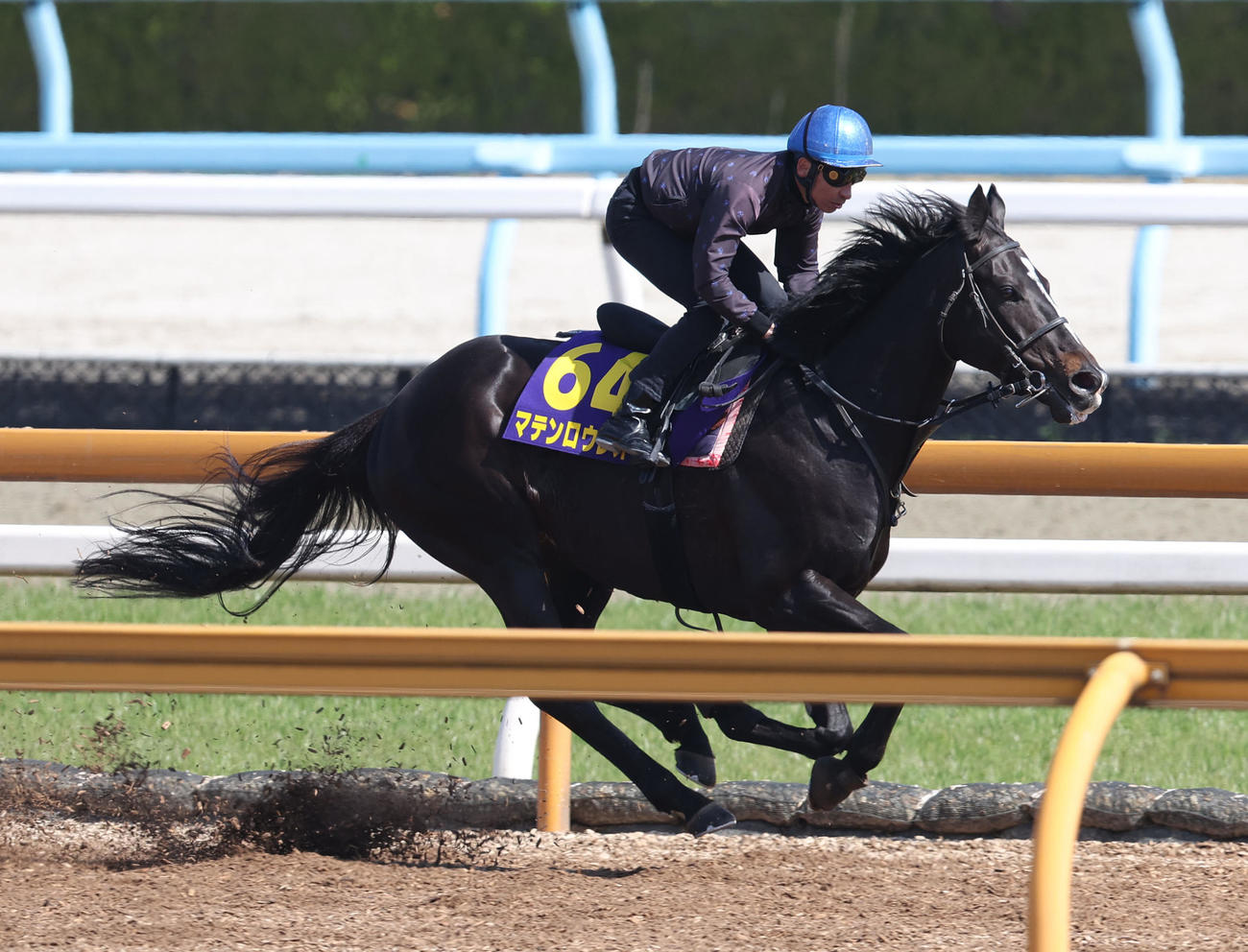マテンロウレオ（2023年3月29日撮影）