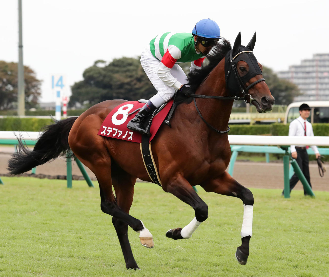 ステファノス（17年9月24日撮影）
