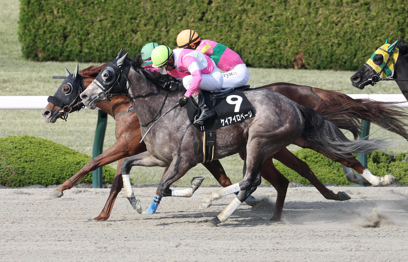 ゴール前の接戦からポラリスSを勝利したオメガレインボー（左）（撮影・白石智彦）