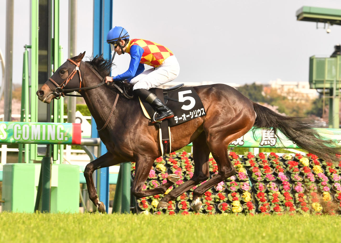 5馬身差をつけて美浦Sを制したテーオーシリウス（撮影・柴田隆二）