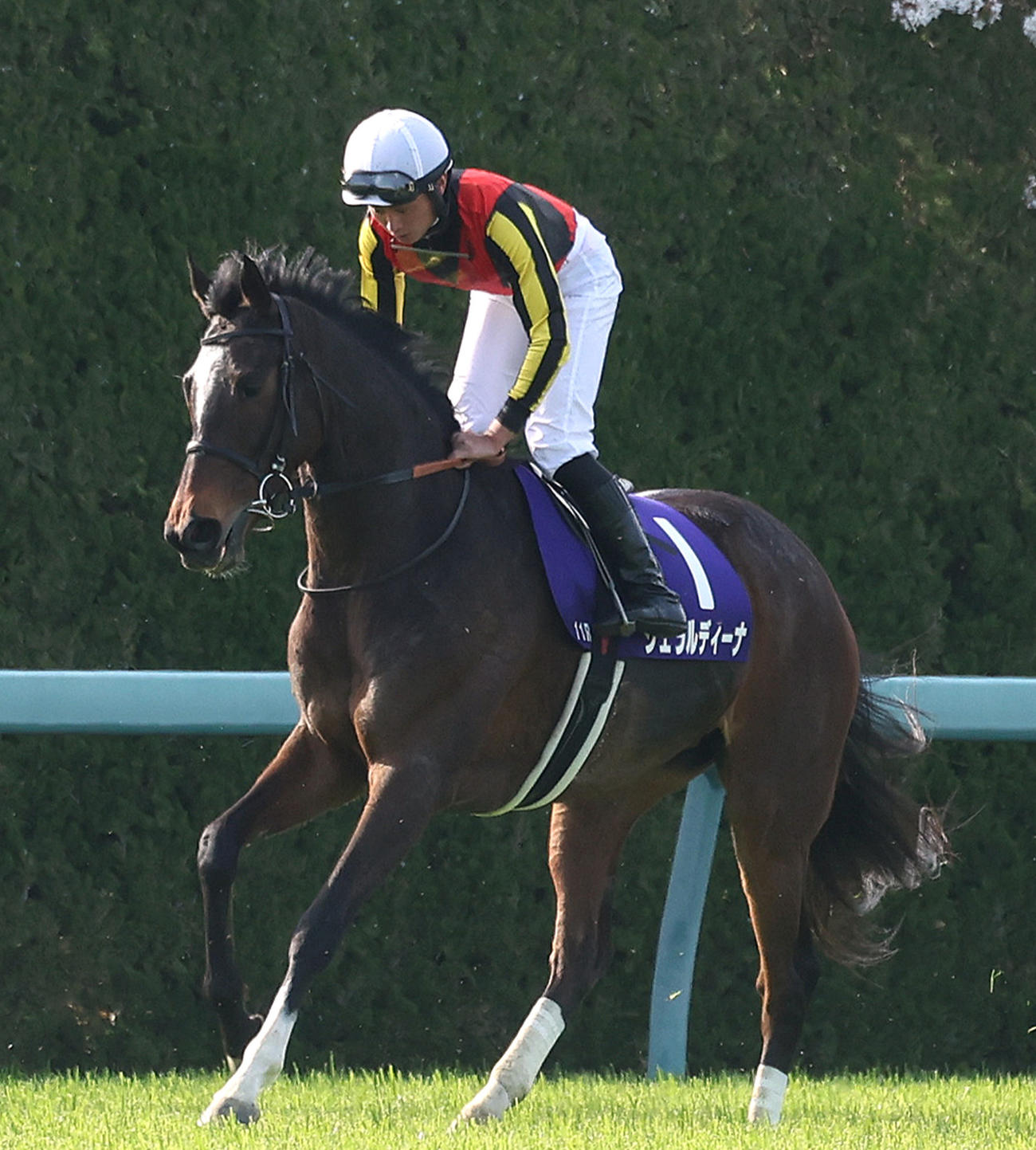 大阪杯6着に敗れたジェラルディーナ（2023年4月2日撮影）