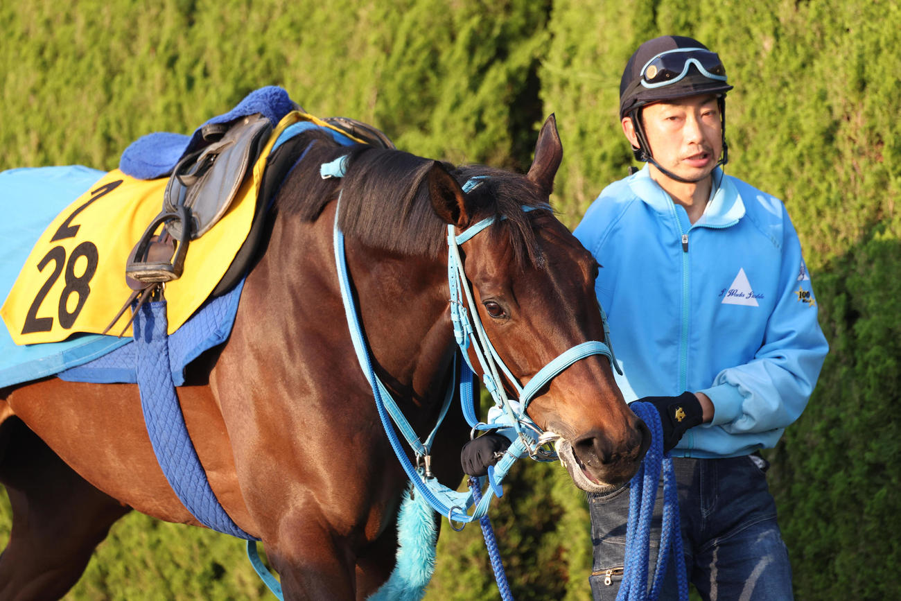 厩舎周りで運動するウインシャーロット（撮影・白石智彦）