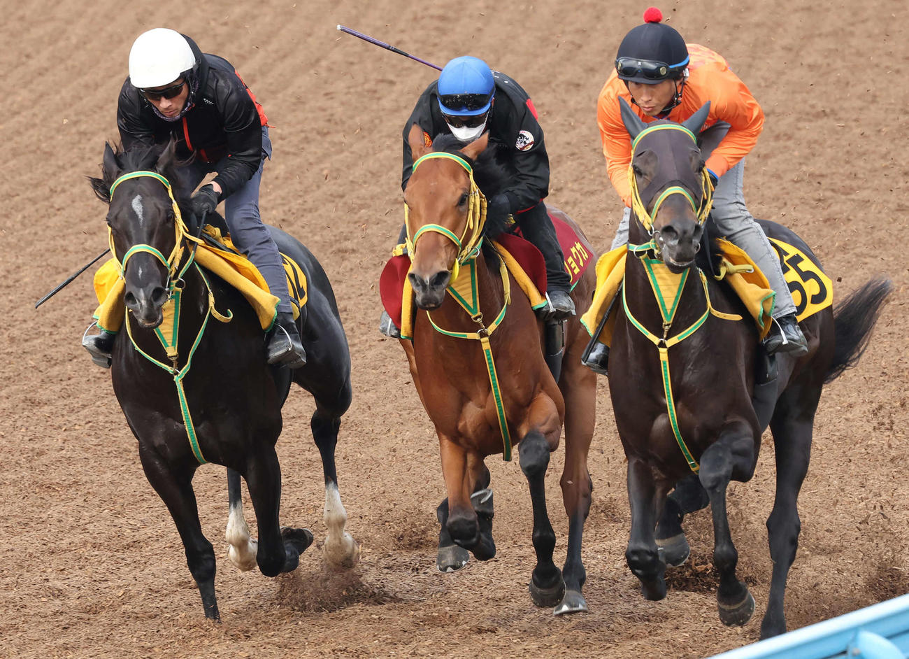 シンリョクカ（中央）は吉田豊騎手を背に美浦ウッドで3頭併せで追い切られた（撮影・丹羽敏通）