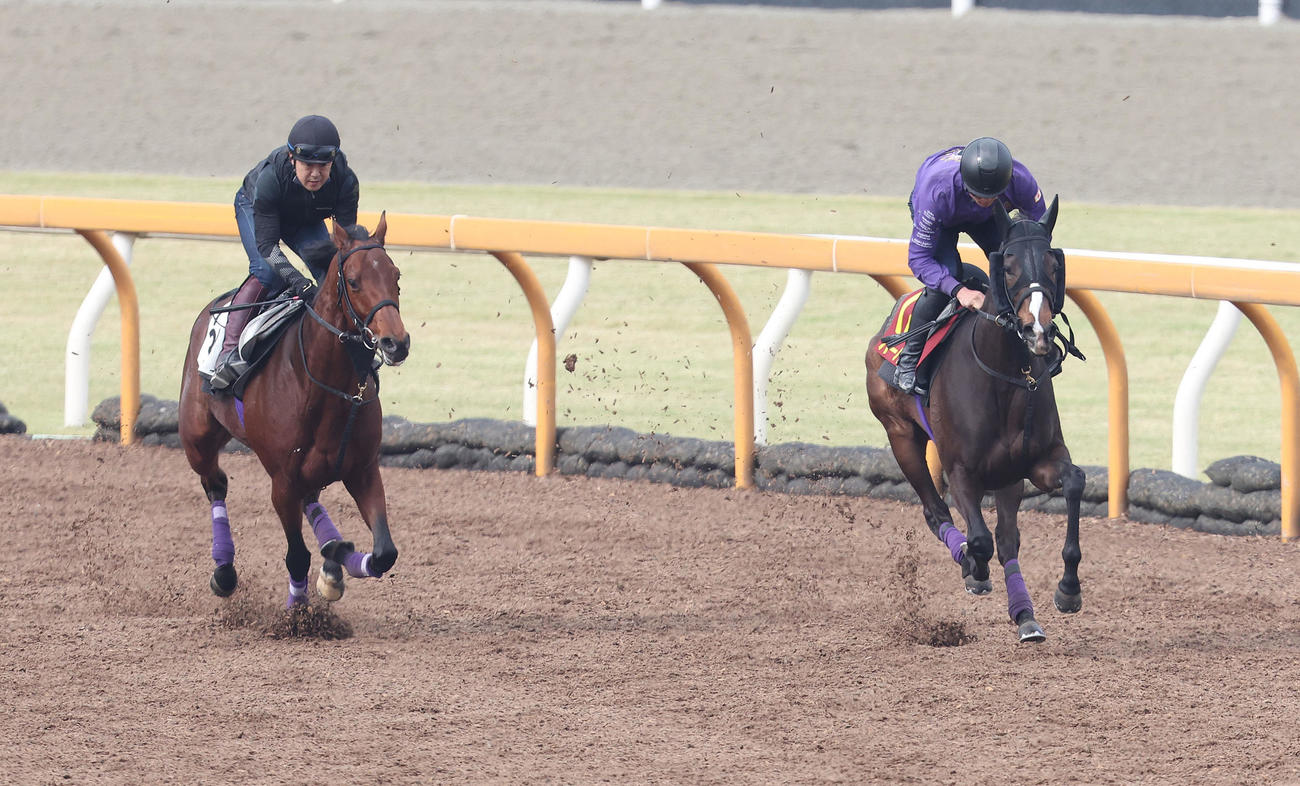 Cウッドをアーティット（左）と併せ馬で追い切るハーパー（撮影・白石智彦）