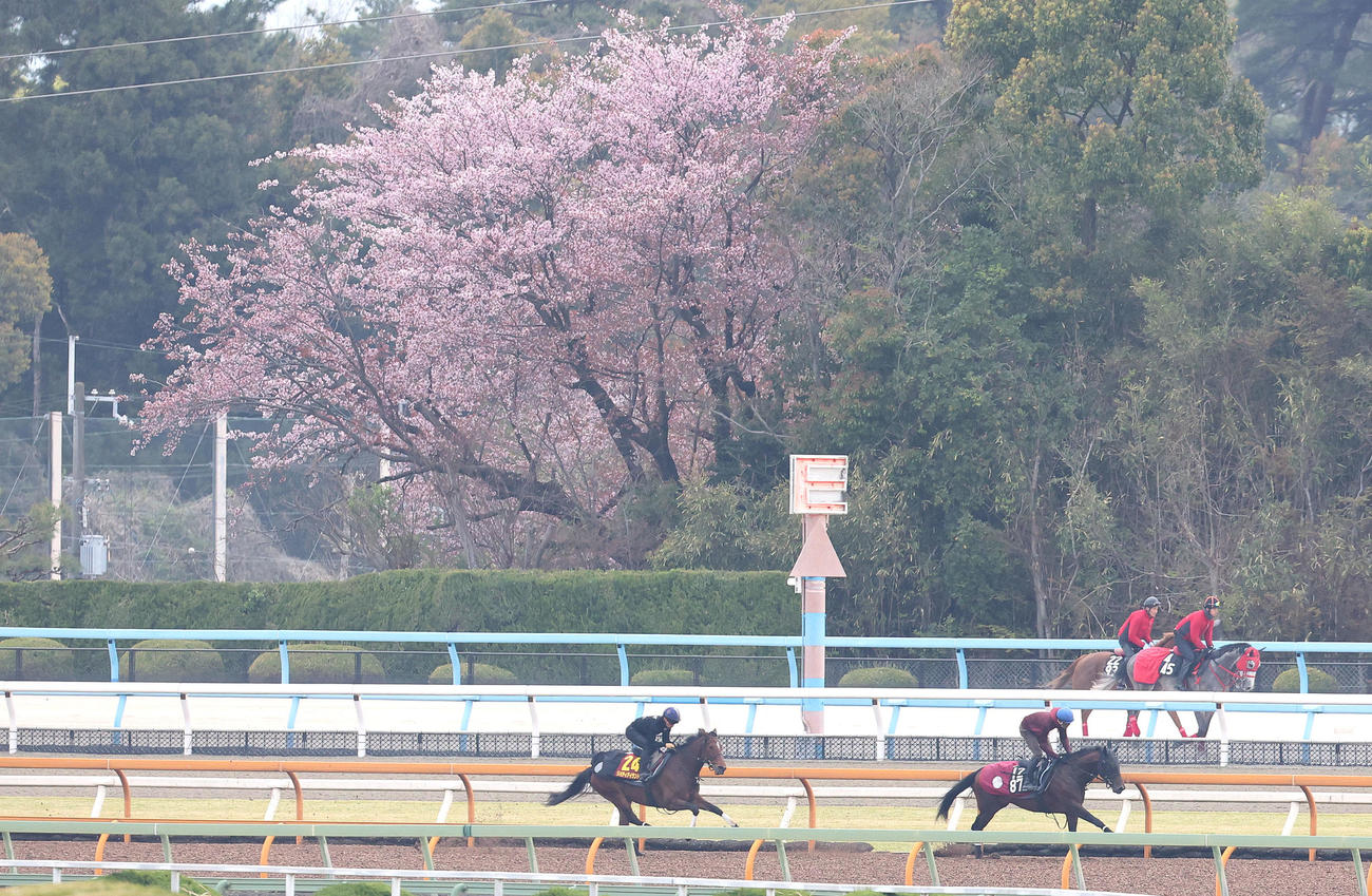 川田騎手を背にレッドラグラス（右）と併せ馬で追い切るリバティアイランド（撮影・白石智彦）
