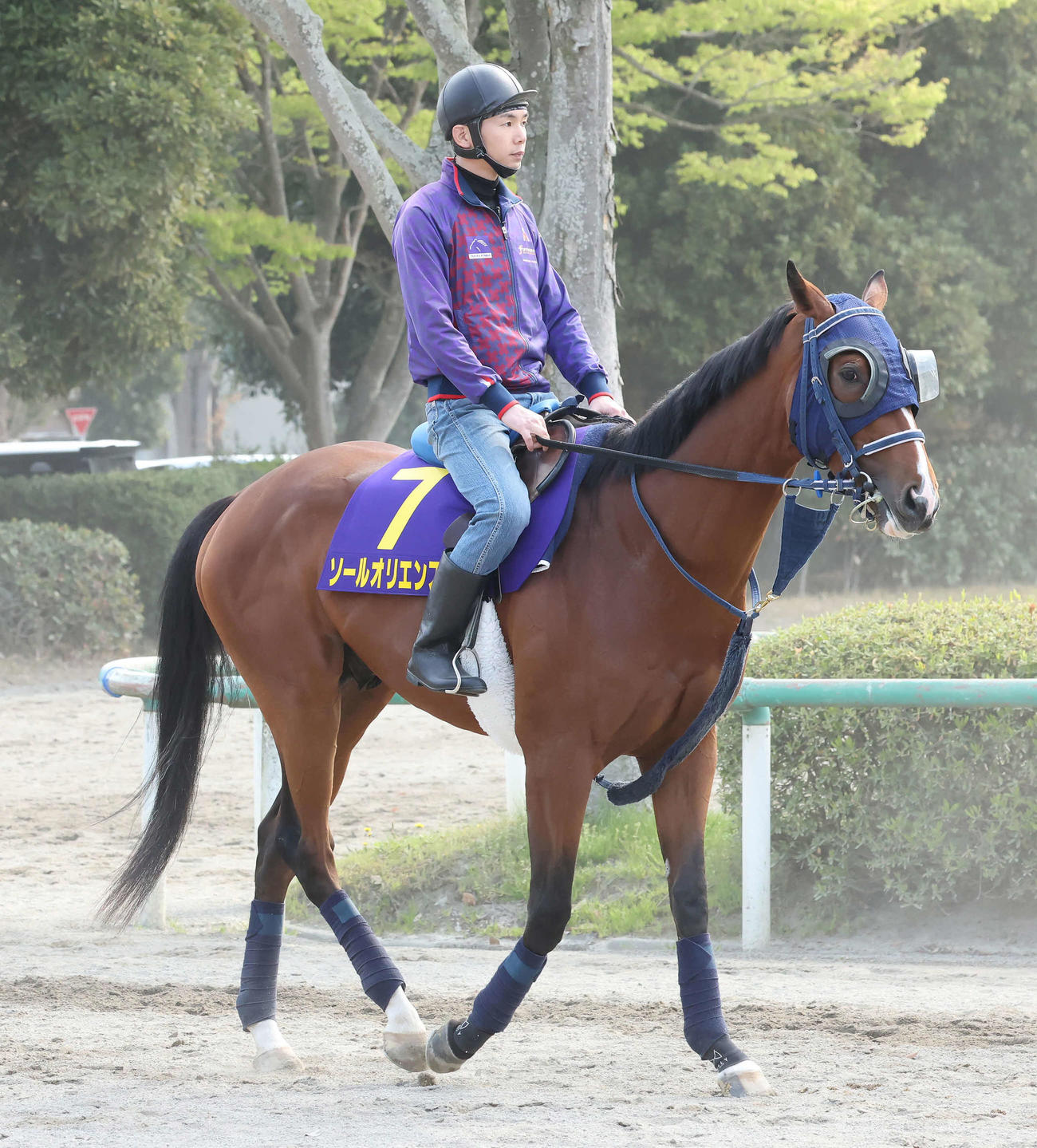馬場へ向かうソールオリエンス（撮影・丹羽敏通）