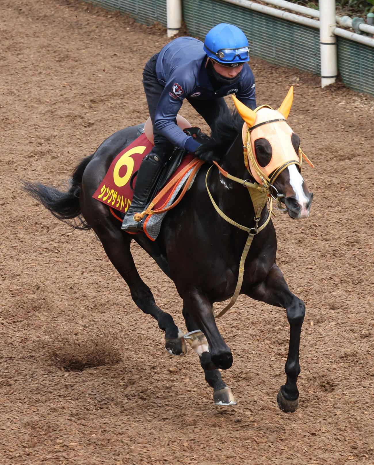 岩田望来騎手を背に坂路で追い切るシングザットソング